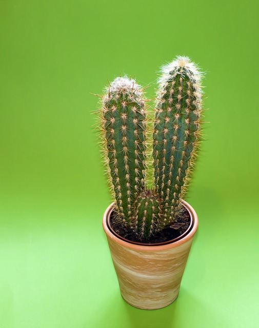 What Is The Benefits Of Cactus Oil? 1